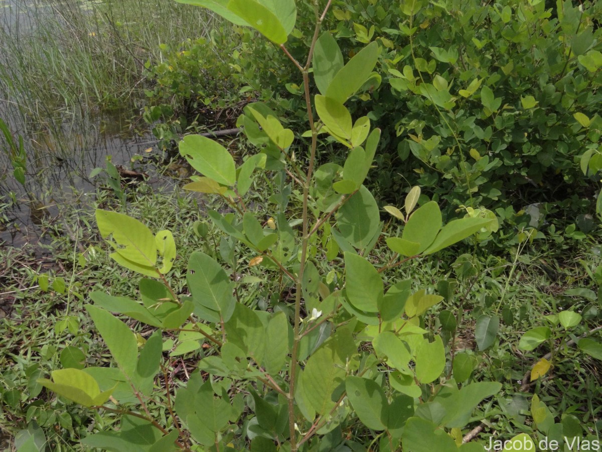 Dendrolobium umbellatum (L.) Benth.